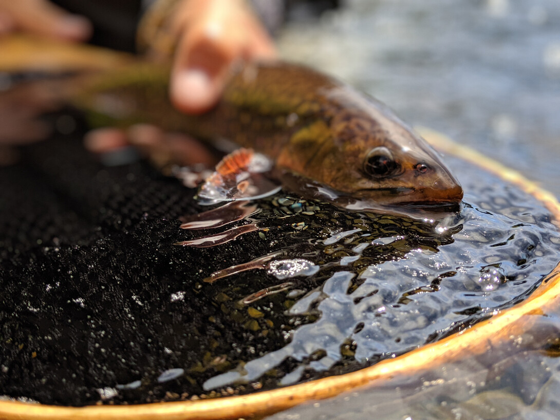 When ice fishing for trout, stealth is crucial. Here's why • Outdoor Canada