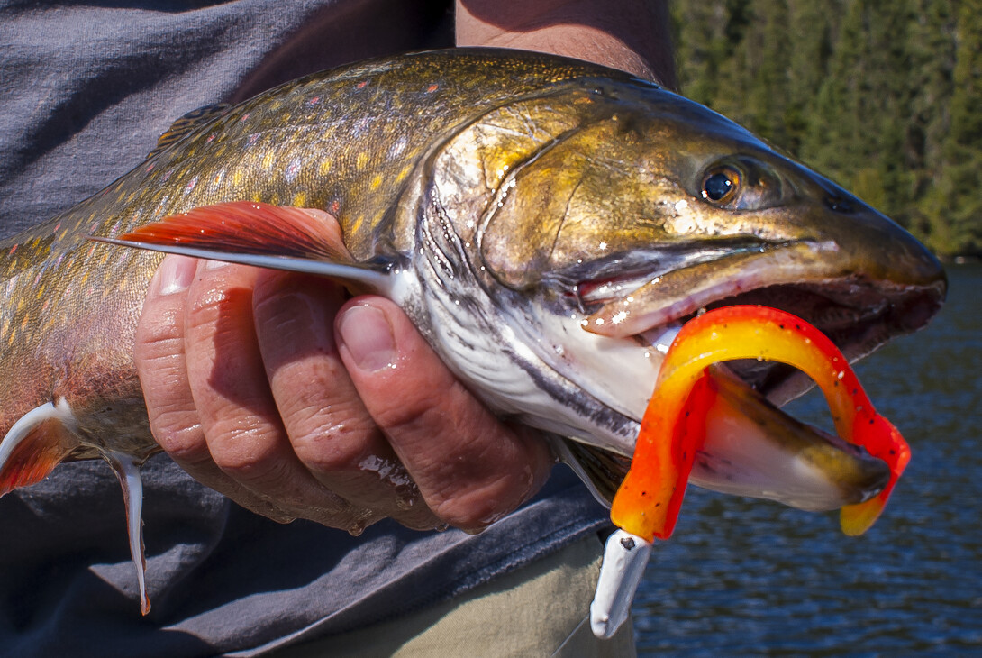 Trophy Trout Lures and Fly Fishing - the best trout lures and flies.