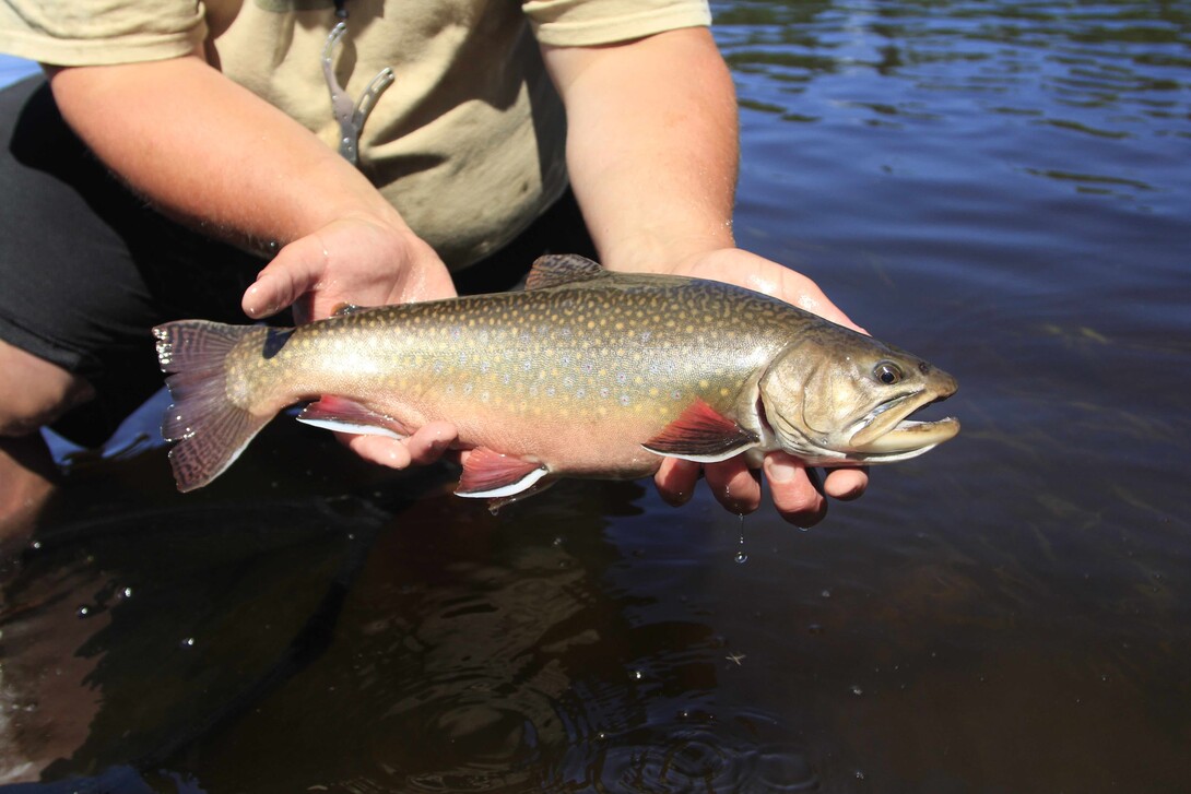 Small Stream Full of Rainbow Trout - Early Summer Fly Fishing