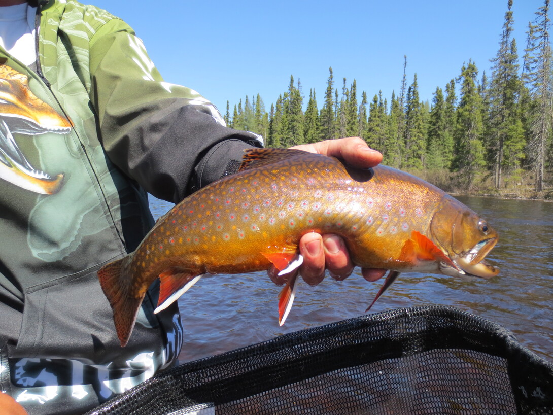 Casting a Fly for Trout - Northeastern Ontario Canada