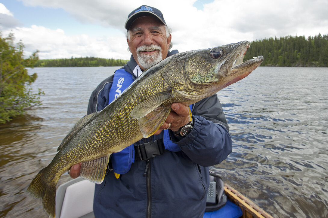 Walleye Caught on Drop-shot Rig Stock Image - Image of hobby