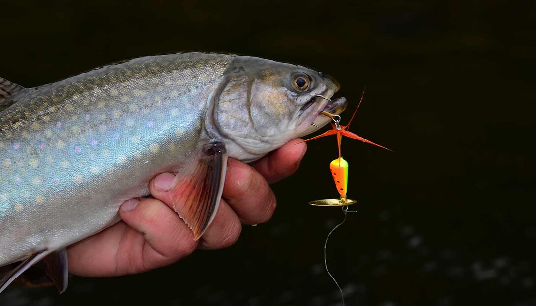 How to Fish with Lures: Lure Types, Knots, Casting, Catching