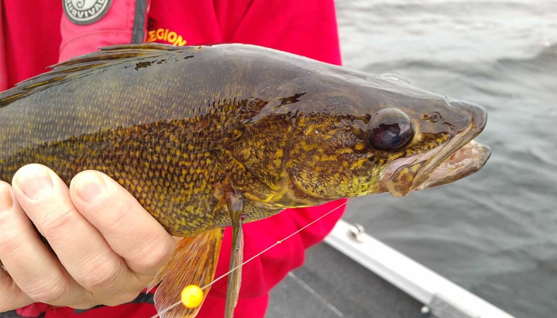 MYHRE: In the fall, walleyes want minnows or chubs