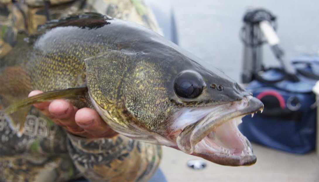 Muskies prowl in predictable locations