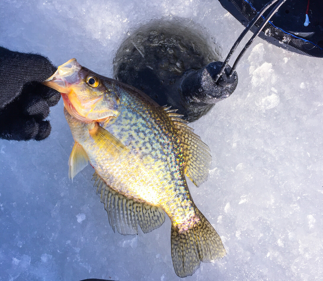 Ice Fishing CRAPPIE Ontario + Bluegill CATCH and COOK + Jay
