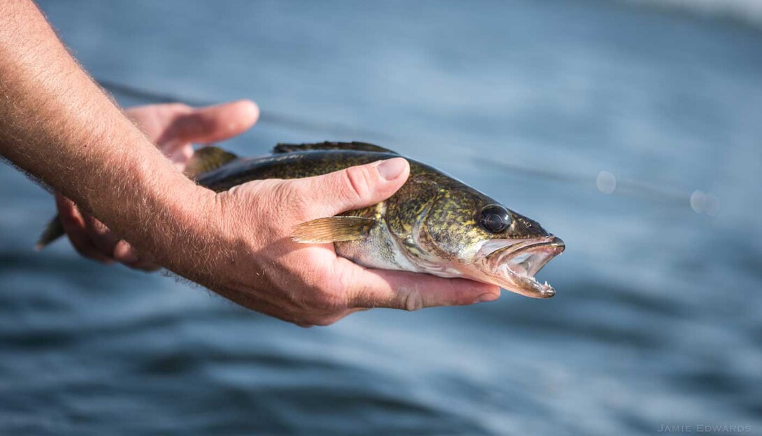 Fish Photography 101 — Tips For Better Fishing Pictures AnglingBuzz