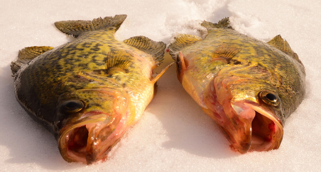 Why is Late Ice the Best Season for Crappies? - In-Fisherman