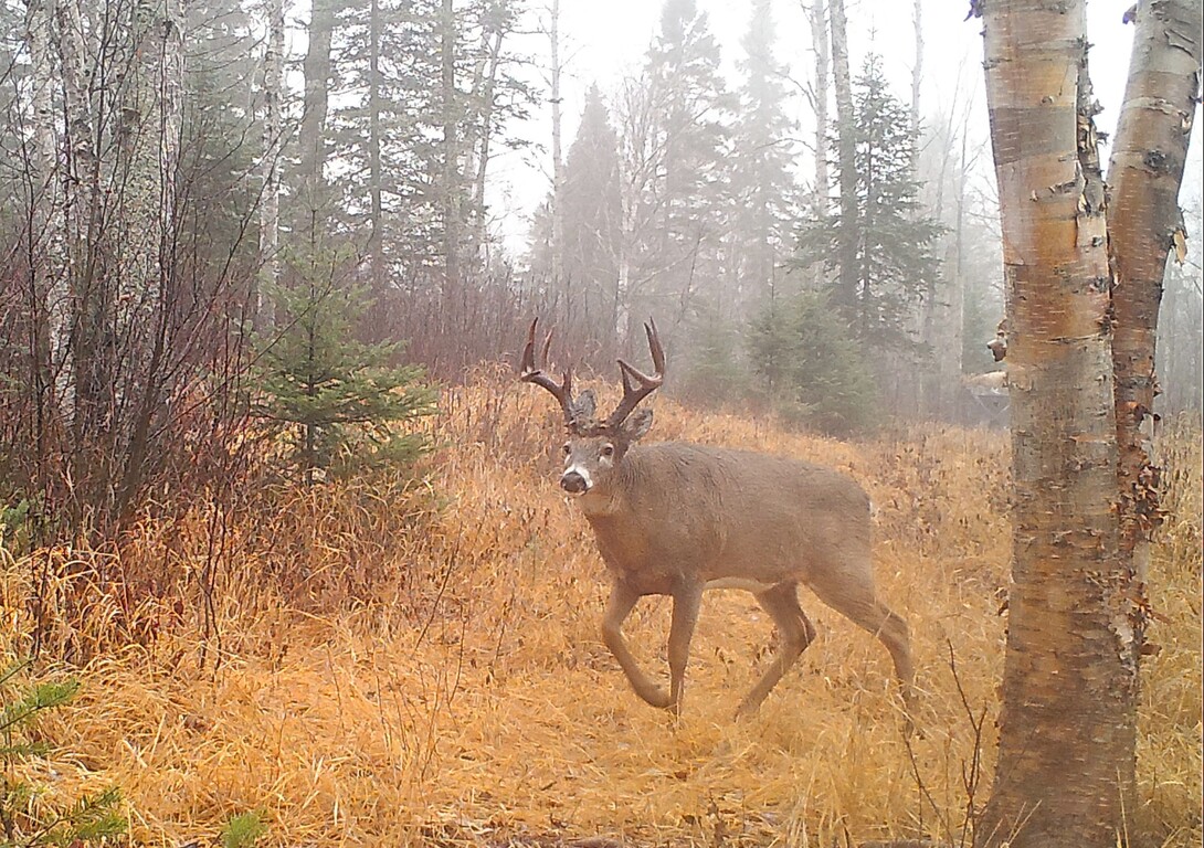 Calling in on sale a buck