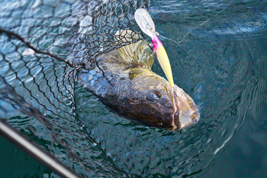 Big Water Fall Walleye  Northern Ontario Travel