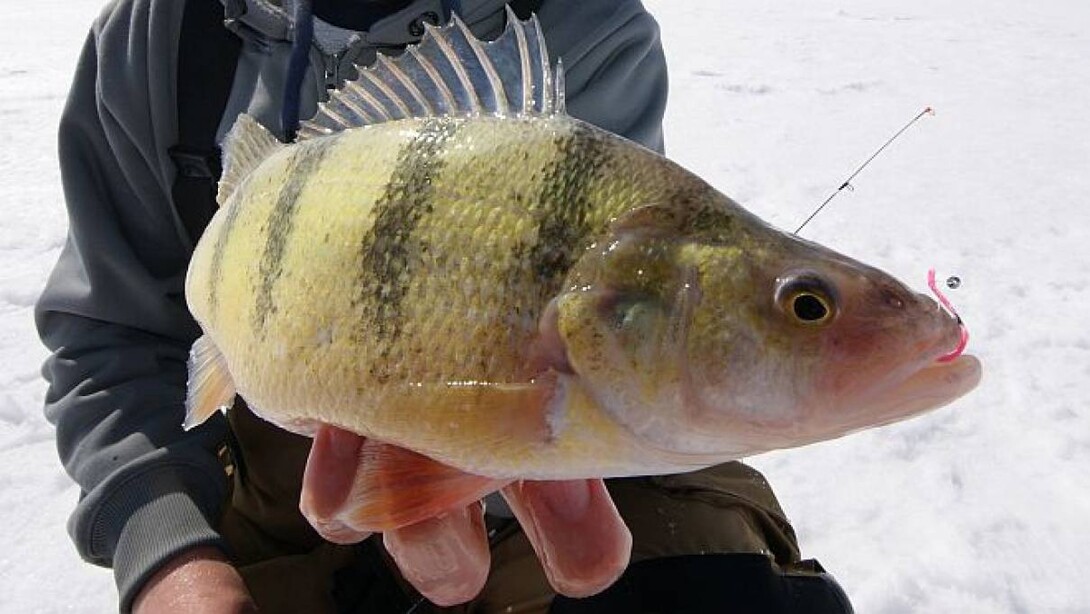 Lac des Mille Lacs and Black Bay: Two Ice Fishing Hot Spots Close