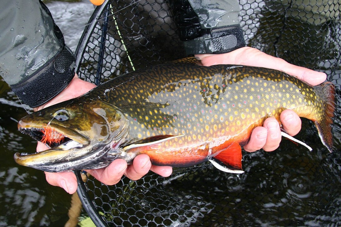 Best Flies and Patterns to Catch Bass, Pike and Brook Trout in Algoma  Country