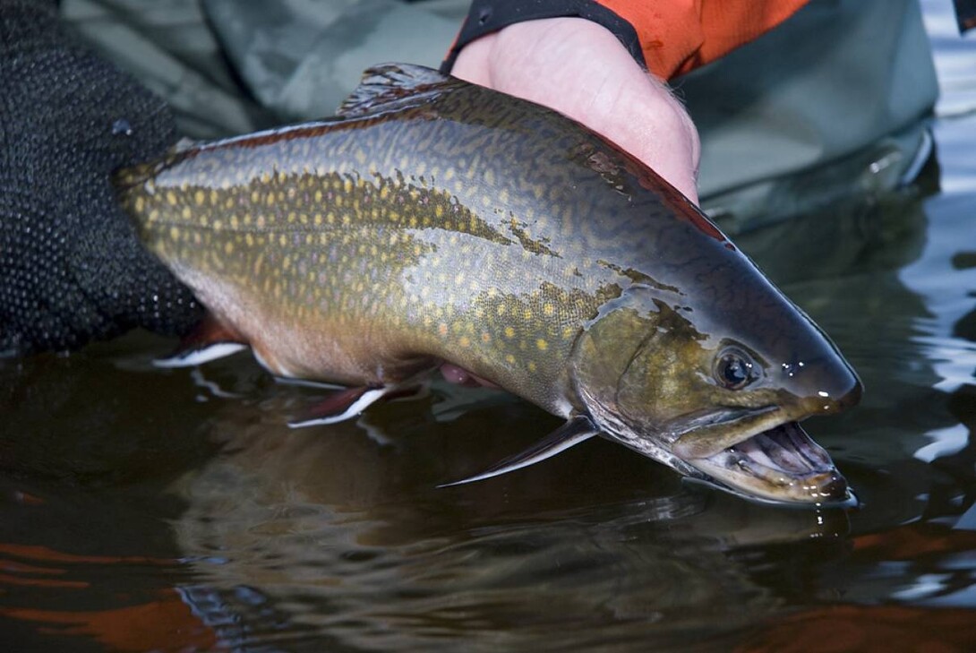 Using Jerk Baits to Catch Northeastern Ontario Brook Trout