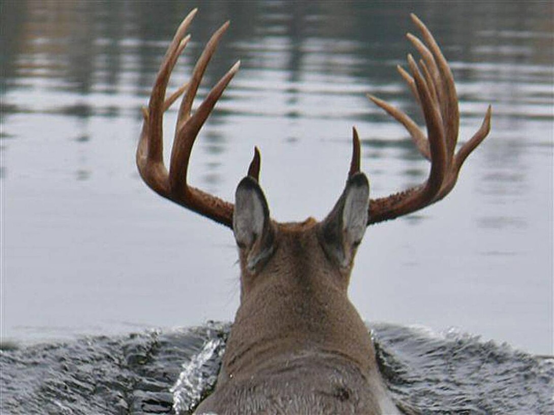 Sunset Buck  Mule deer buck at sunset. All rights reserved