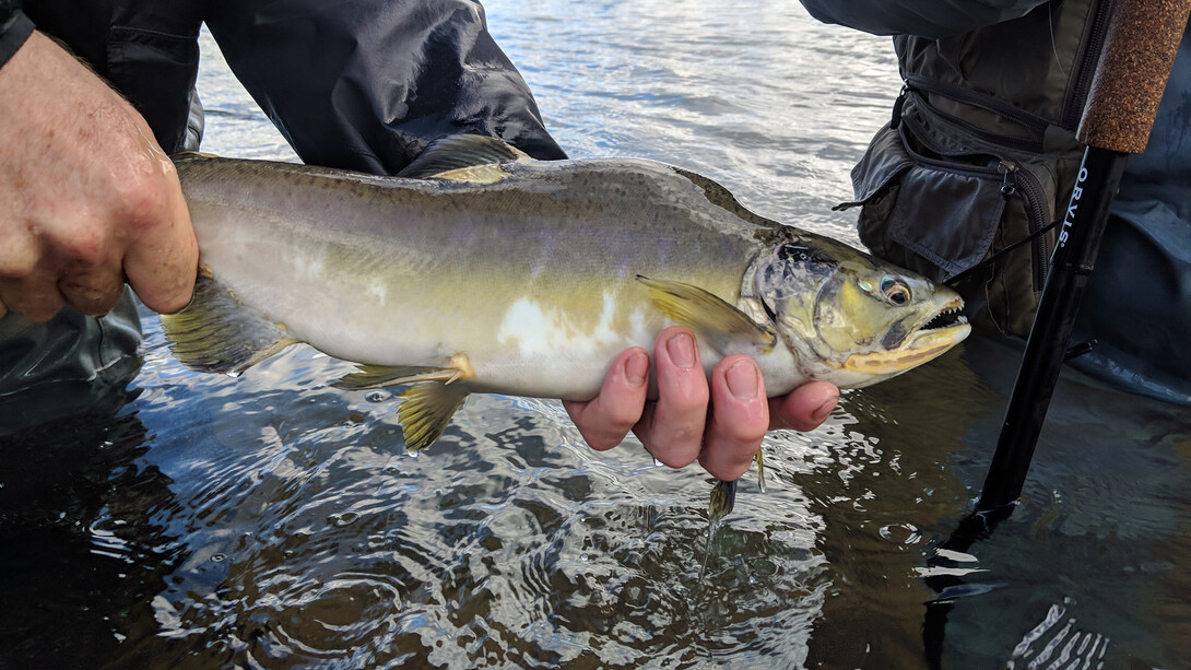 Steelhead in Ontario Canada