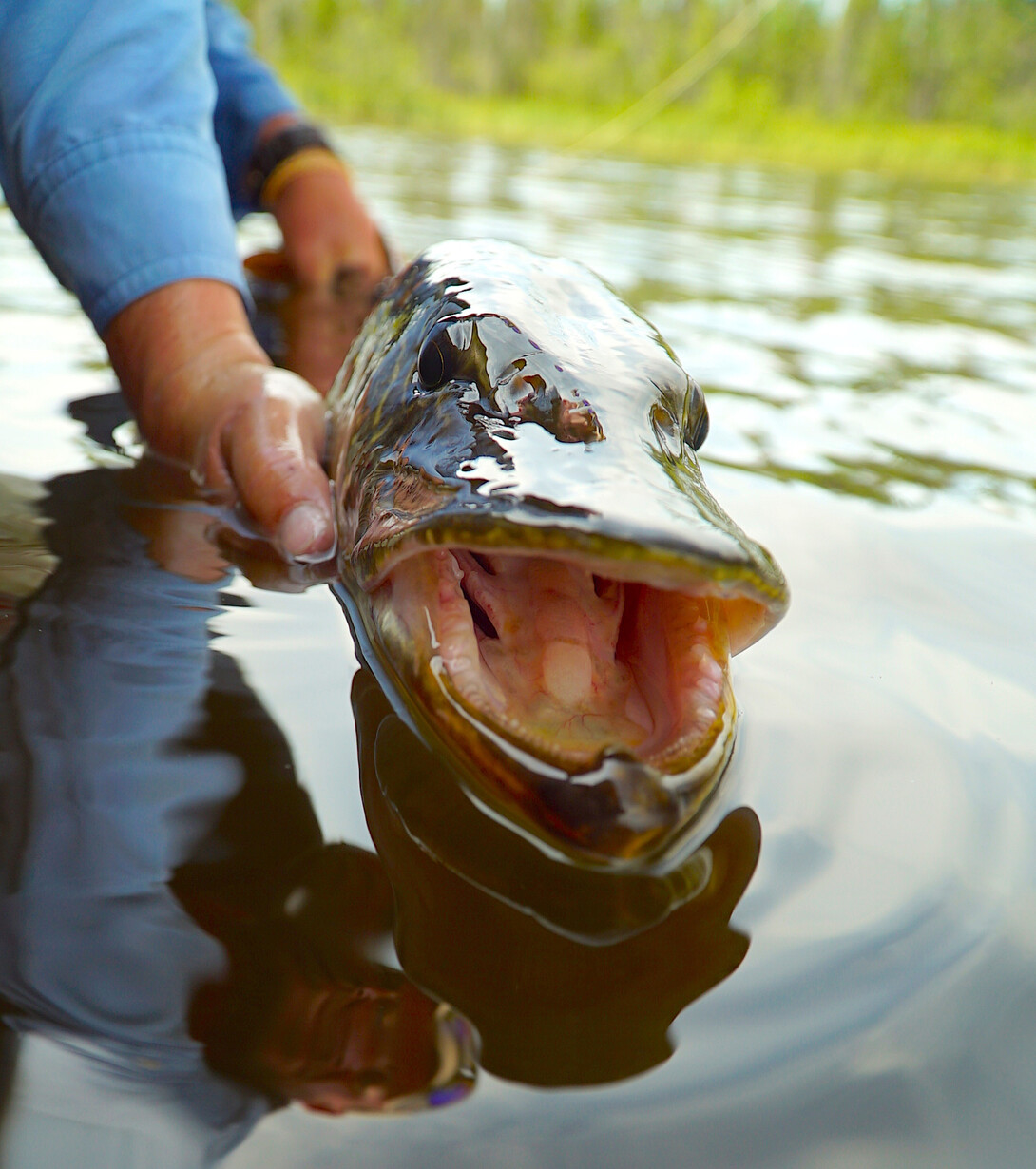 Big Streamers For Big Ontario Pike | Northern Ontario Travel