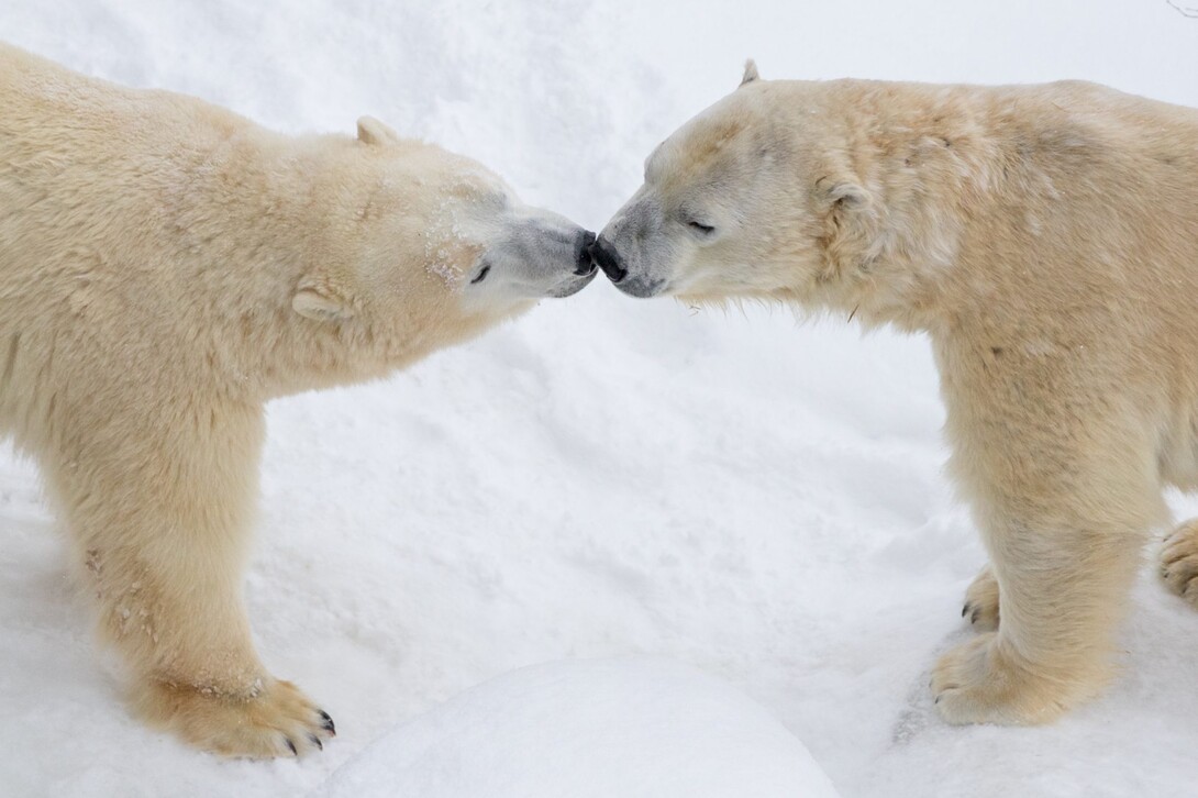 The Polar Bear: Ontario's arctic giant