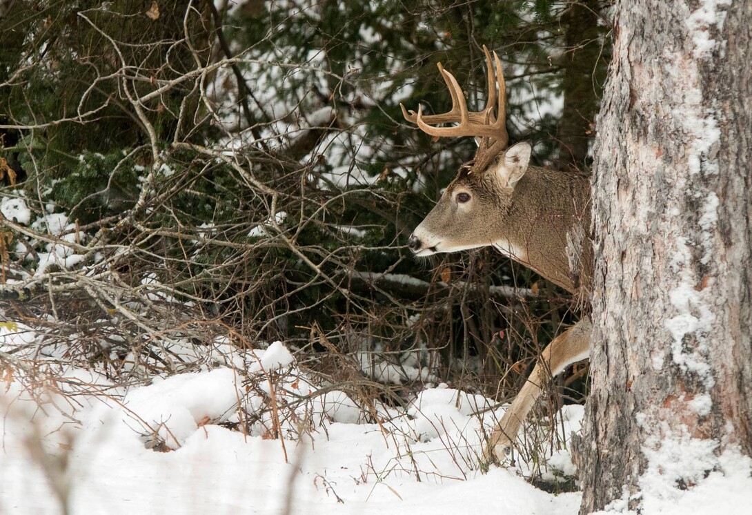 Deer Shed Antlers This Time Every Year. Why Aren't Deer Antlers