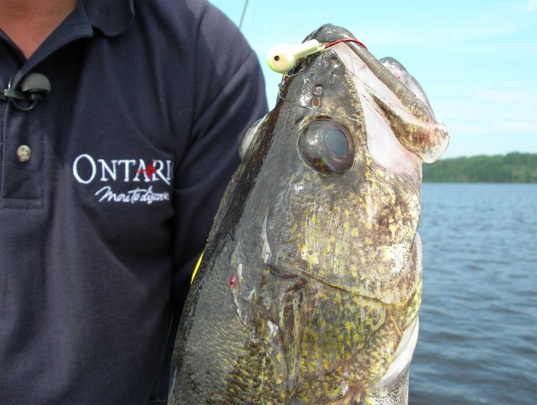 Early Season Post Spawn Walleye Tactics