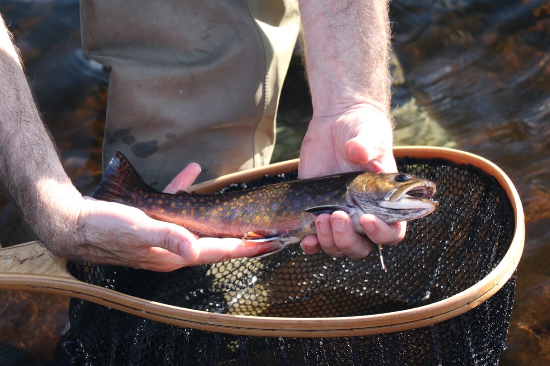 In Search of Solitude and Wild Brook Trout