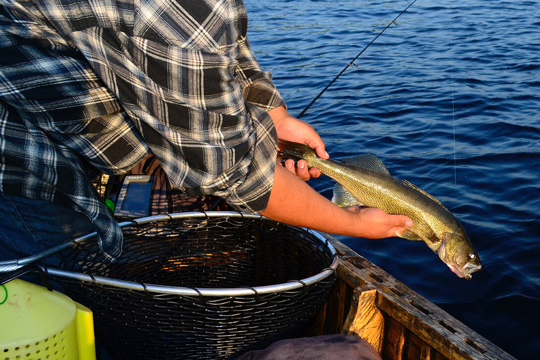 Jigging LIVE Leeches for Walleye Catch and Cook (Giveaway Included) 