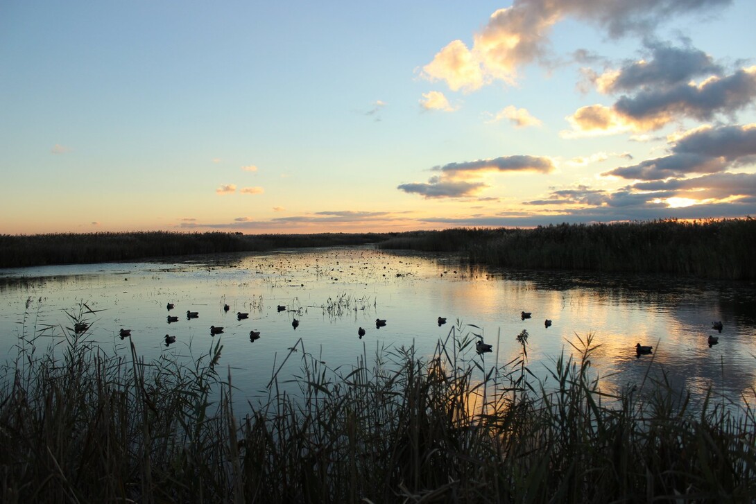 First Class Duck Hunting on the Banks of the Chematogan Walpole Island ...