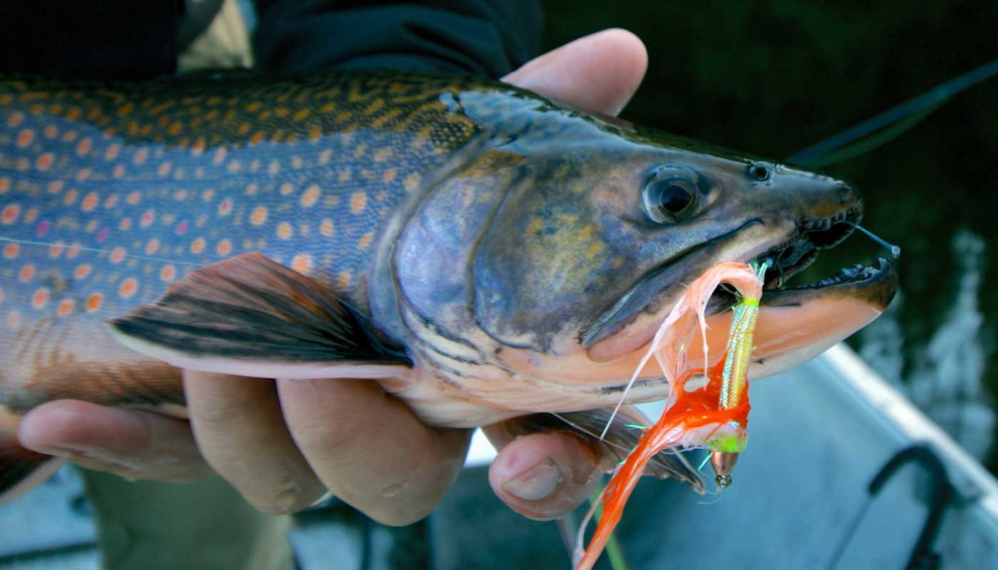 tnff_whiteriverair_brooktrout.jpg