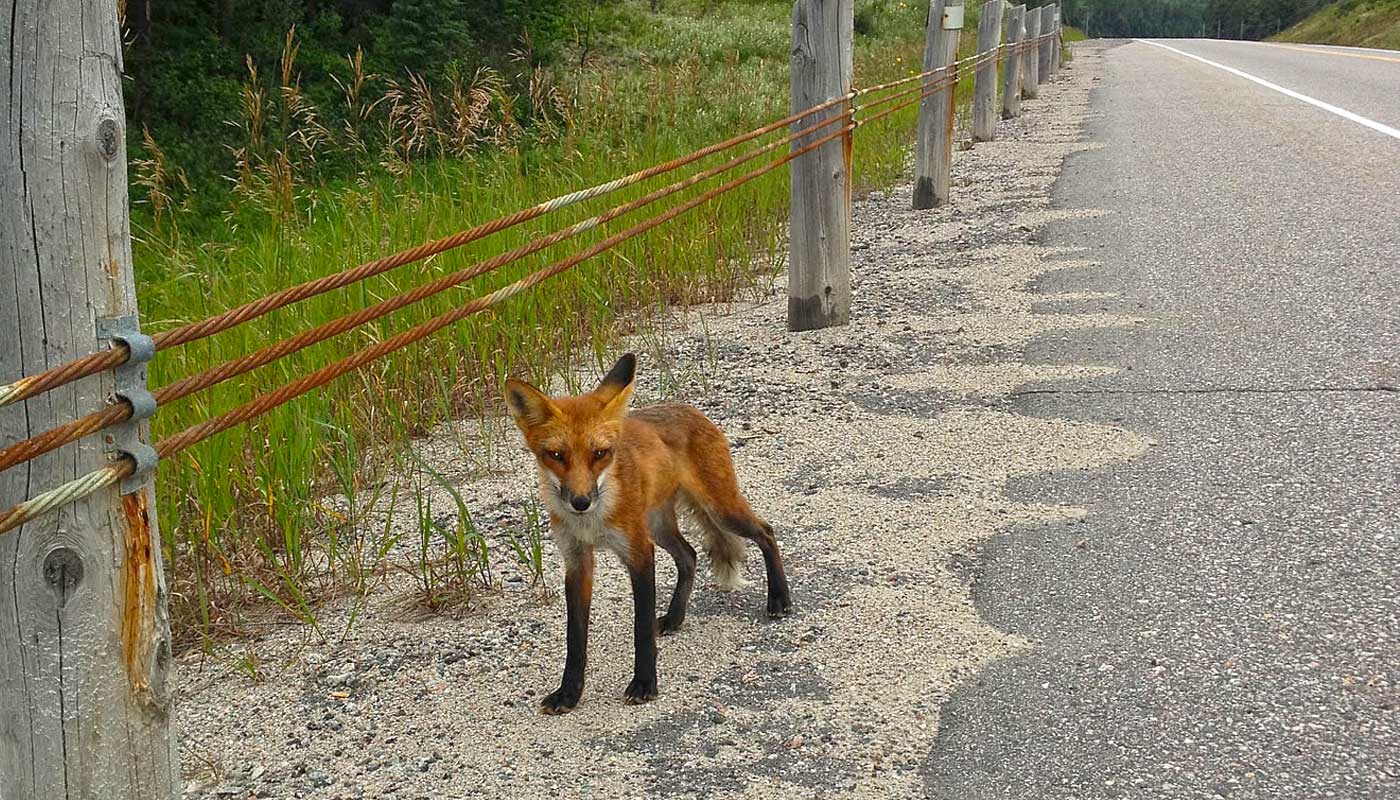 wildwilderness_vickgray.jpg wildwilderness_vickgray.jpg